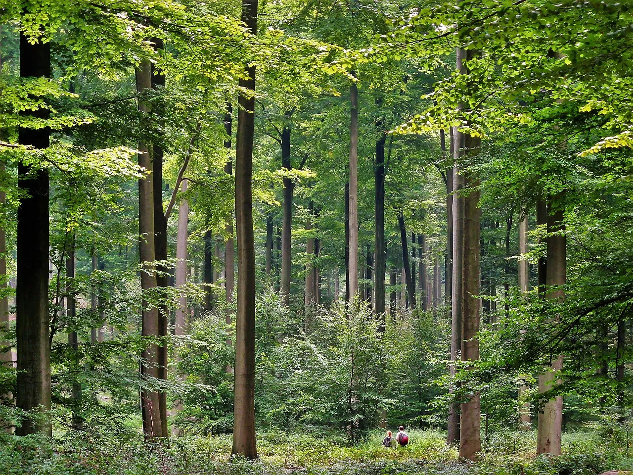 Sonian Forest