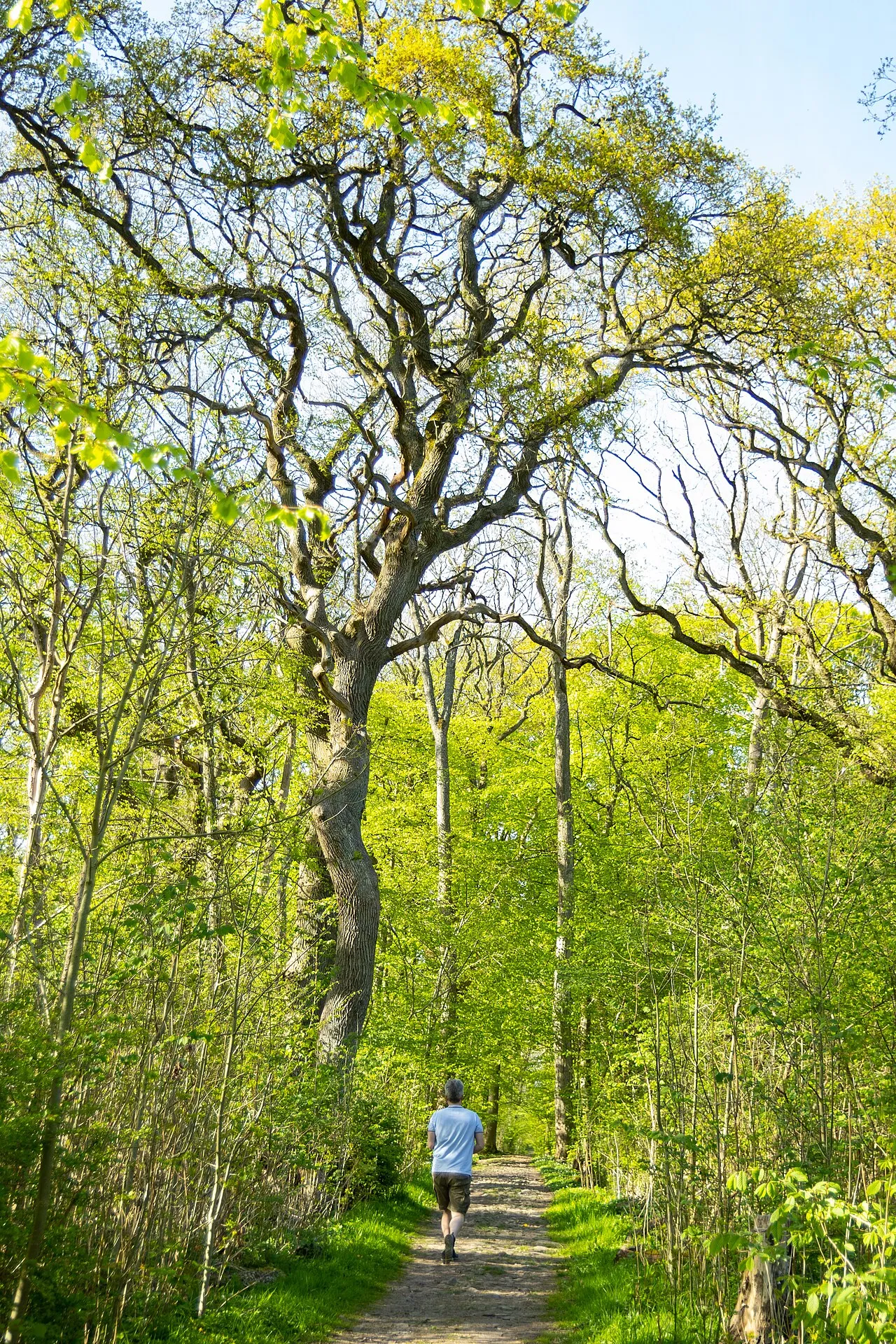 Dalby Söderskogs nationalpark