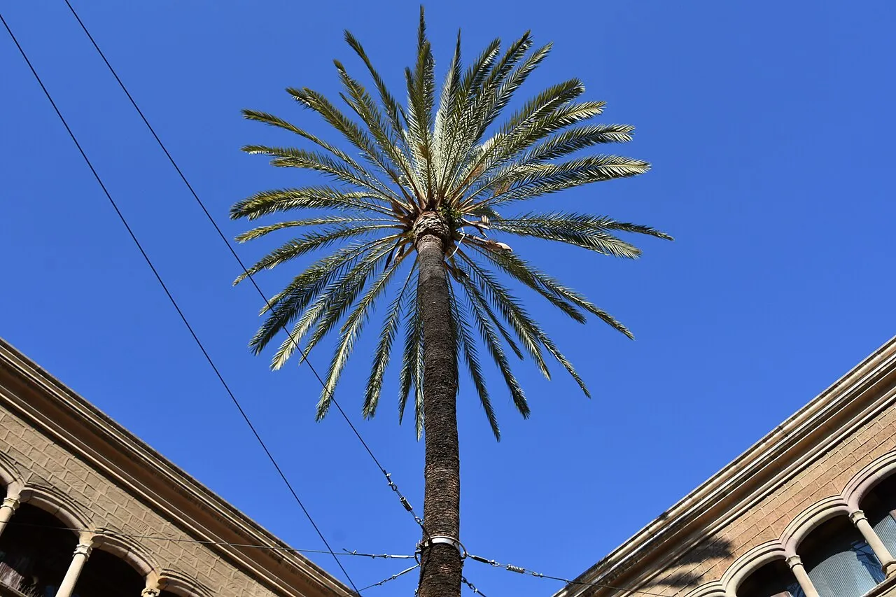 Casa de l'Ardiaca