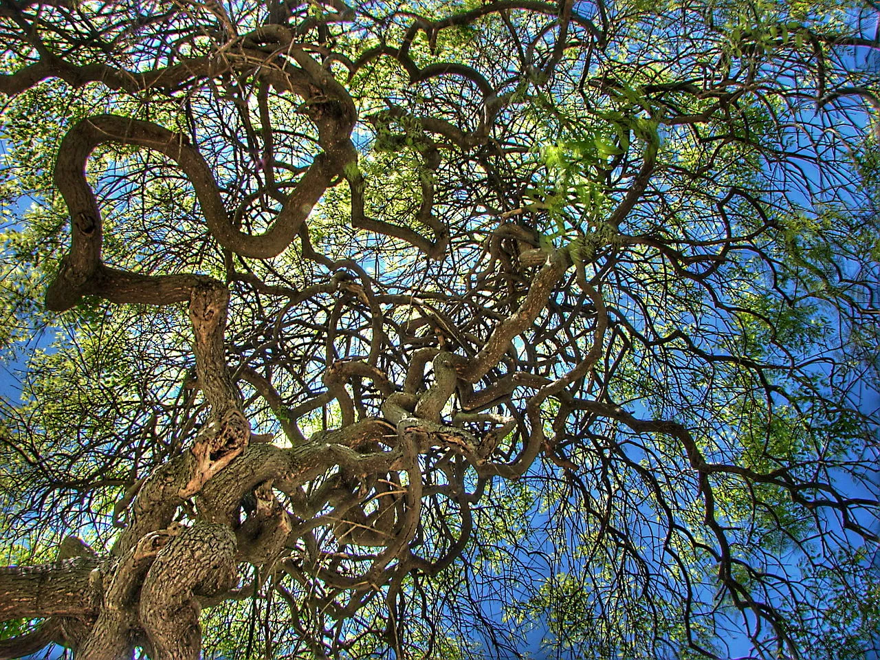 Emirgan Grove