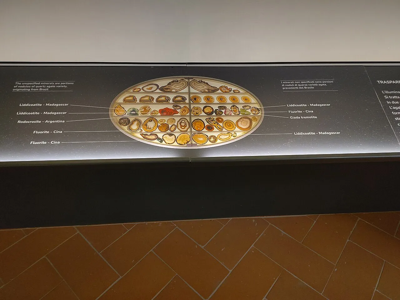 Museo di Storia Naturale - La Specola