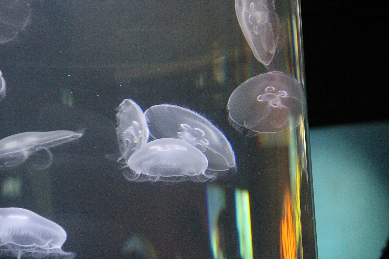 Baltic Sea Science Center