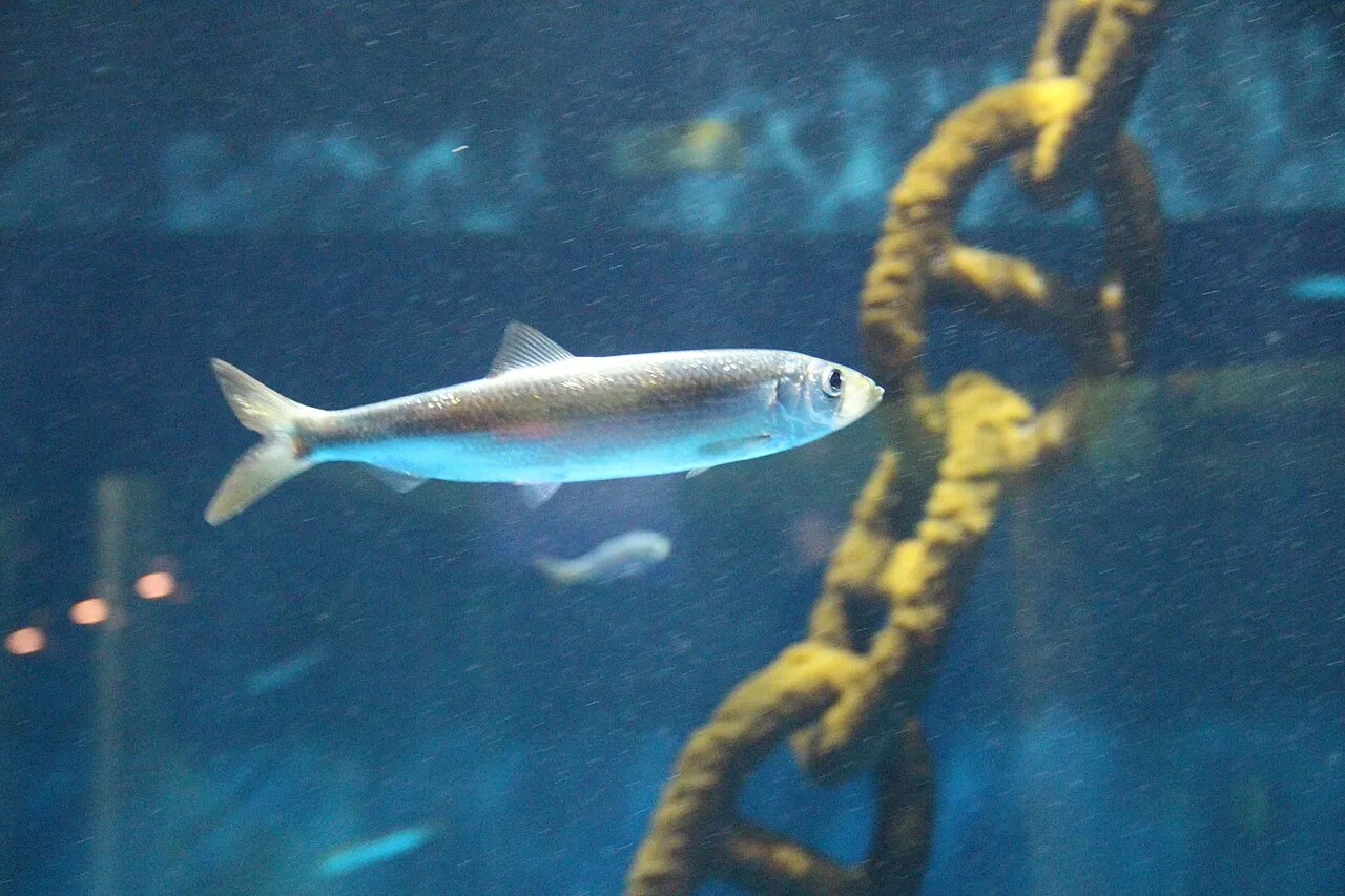Baltic Sea Science Center