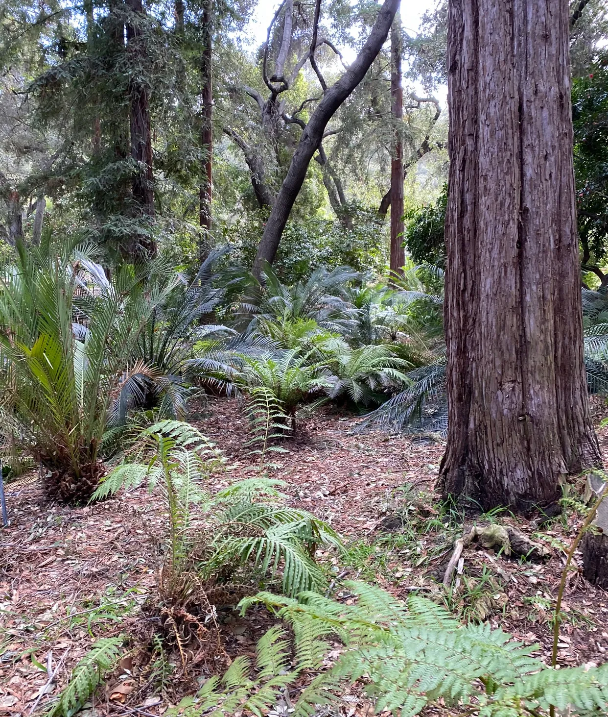 Descanso Gardens