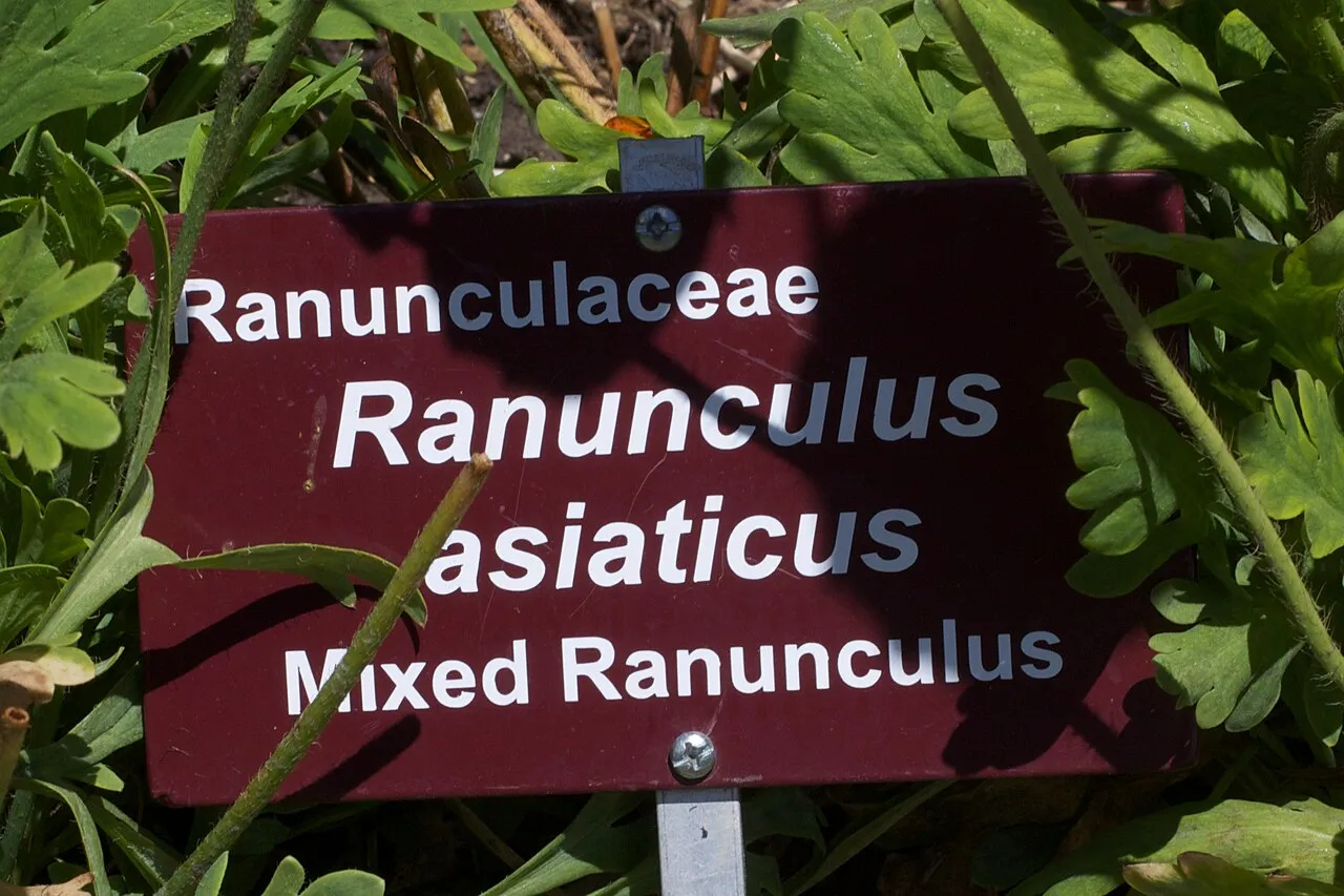 Royal Tasmanian Botanical Gardens