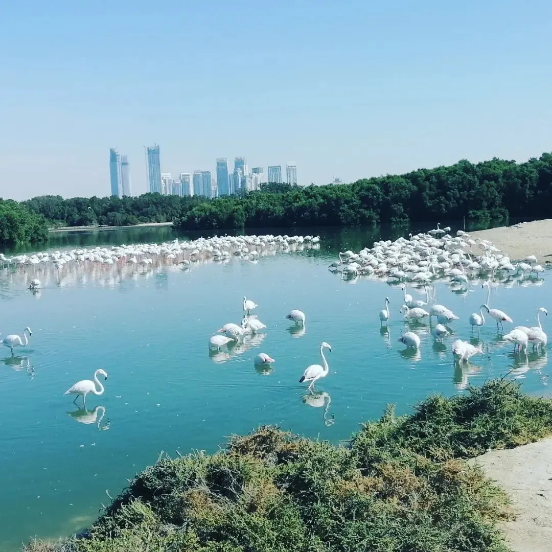 Ras Al Khor Wildlife Sanctuary