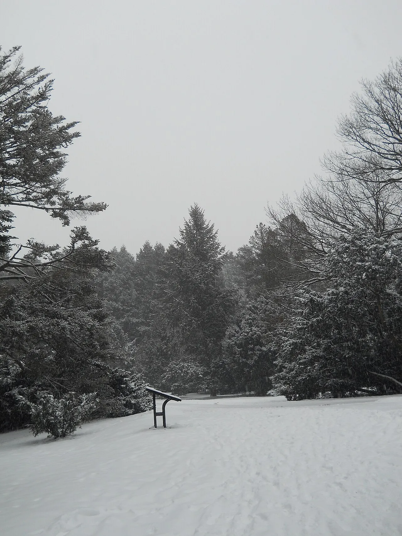Arnold Arboretum