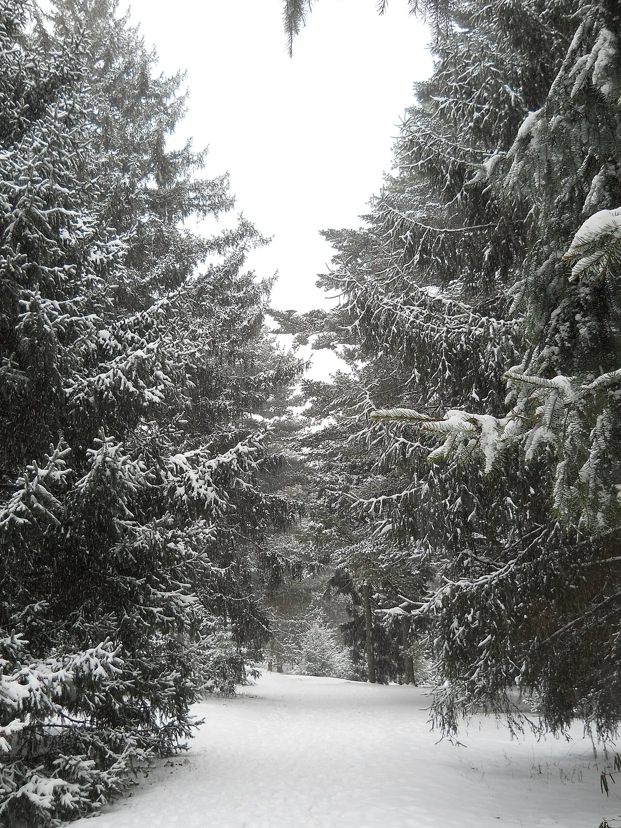 Arnold Arboretum