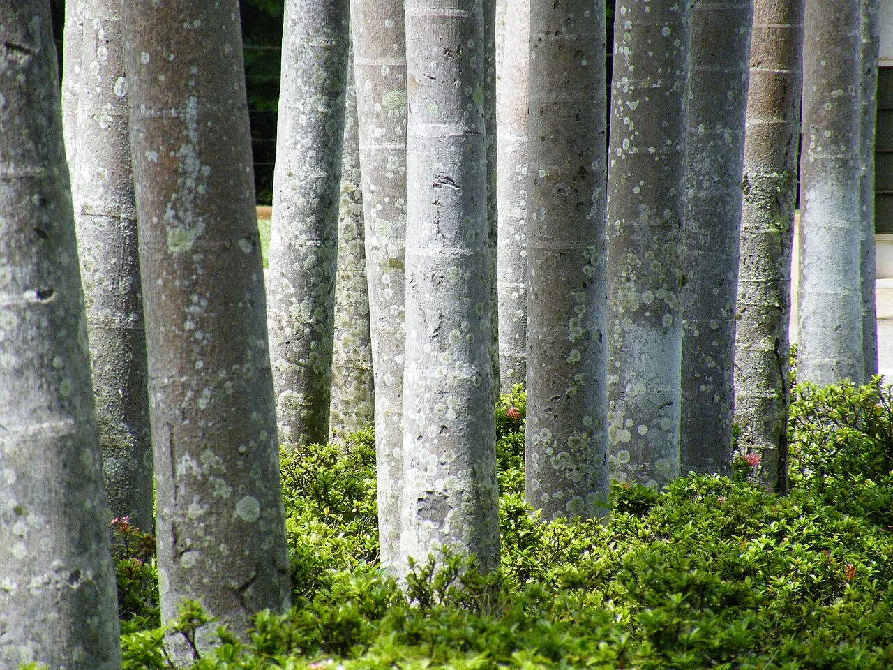 George Brown Darwin Botanic Gardens
