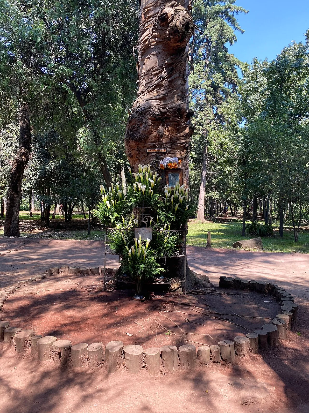 Coyoacan Nurseries