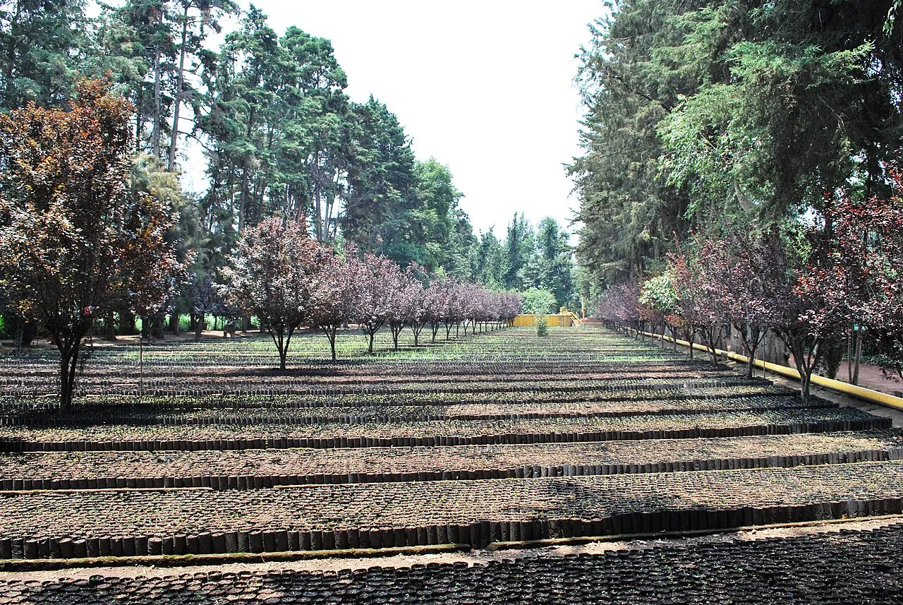 Coyoacan Nurseries