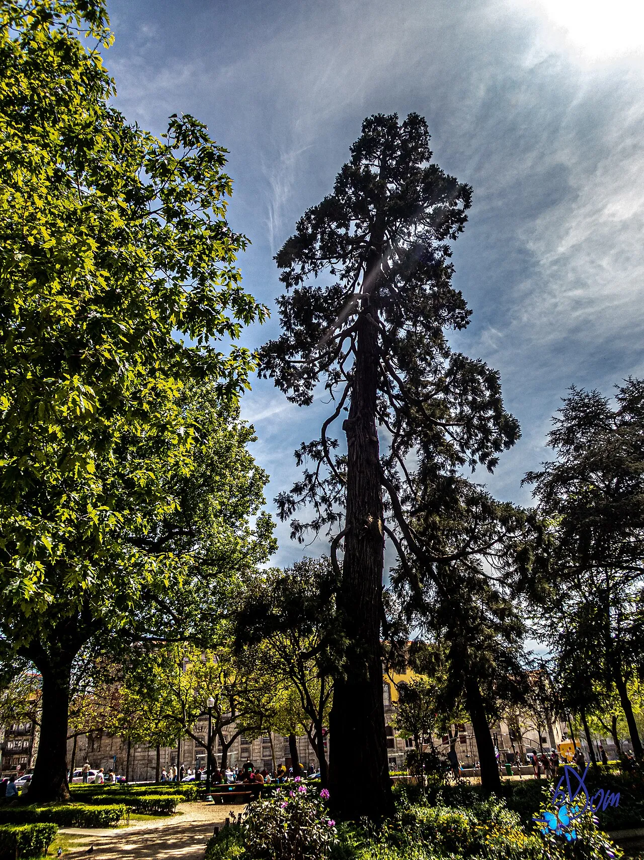 Cordoaria Garden