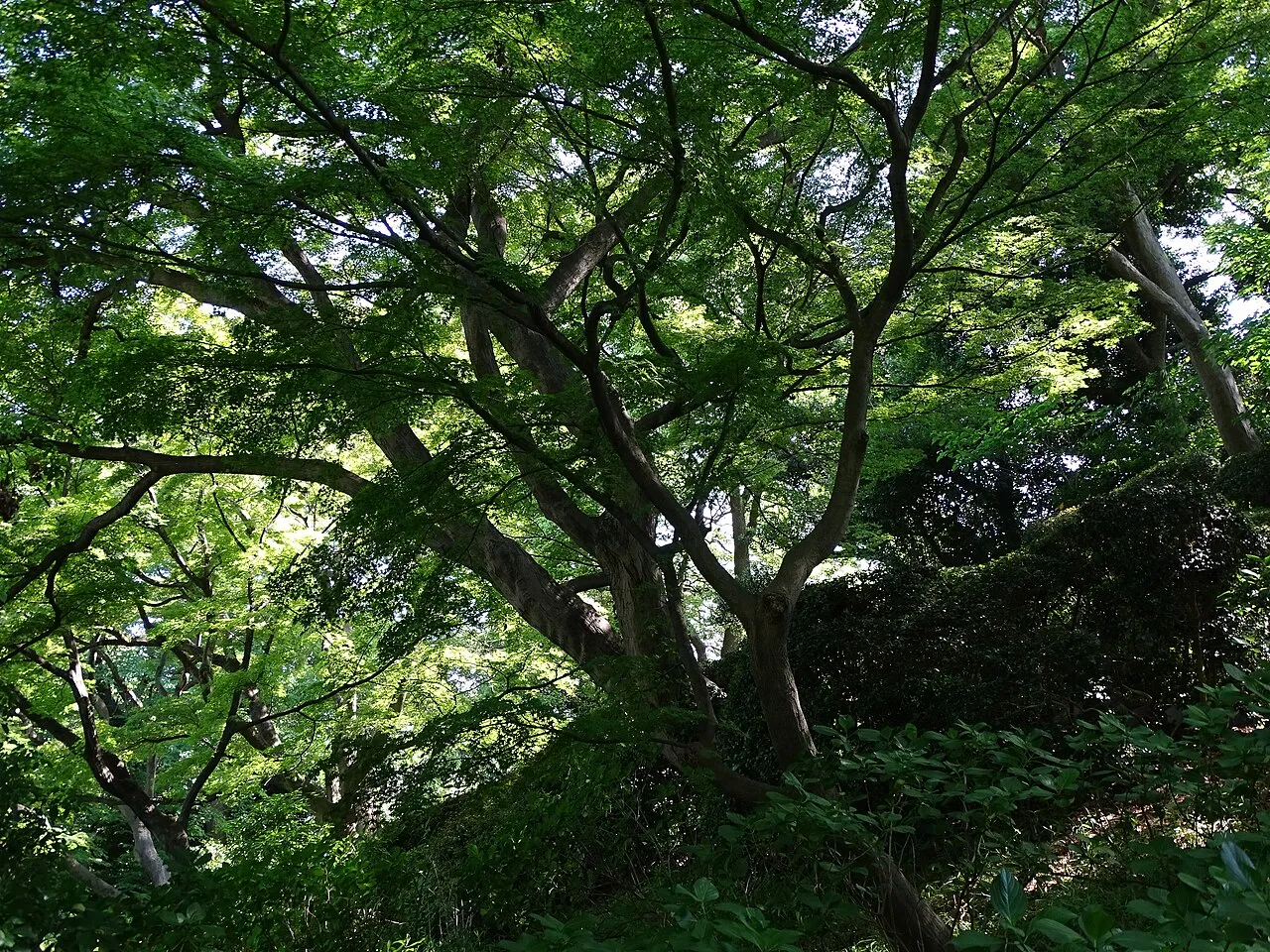 Imperial Palace East Gardens