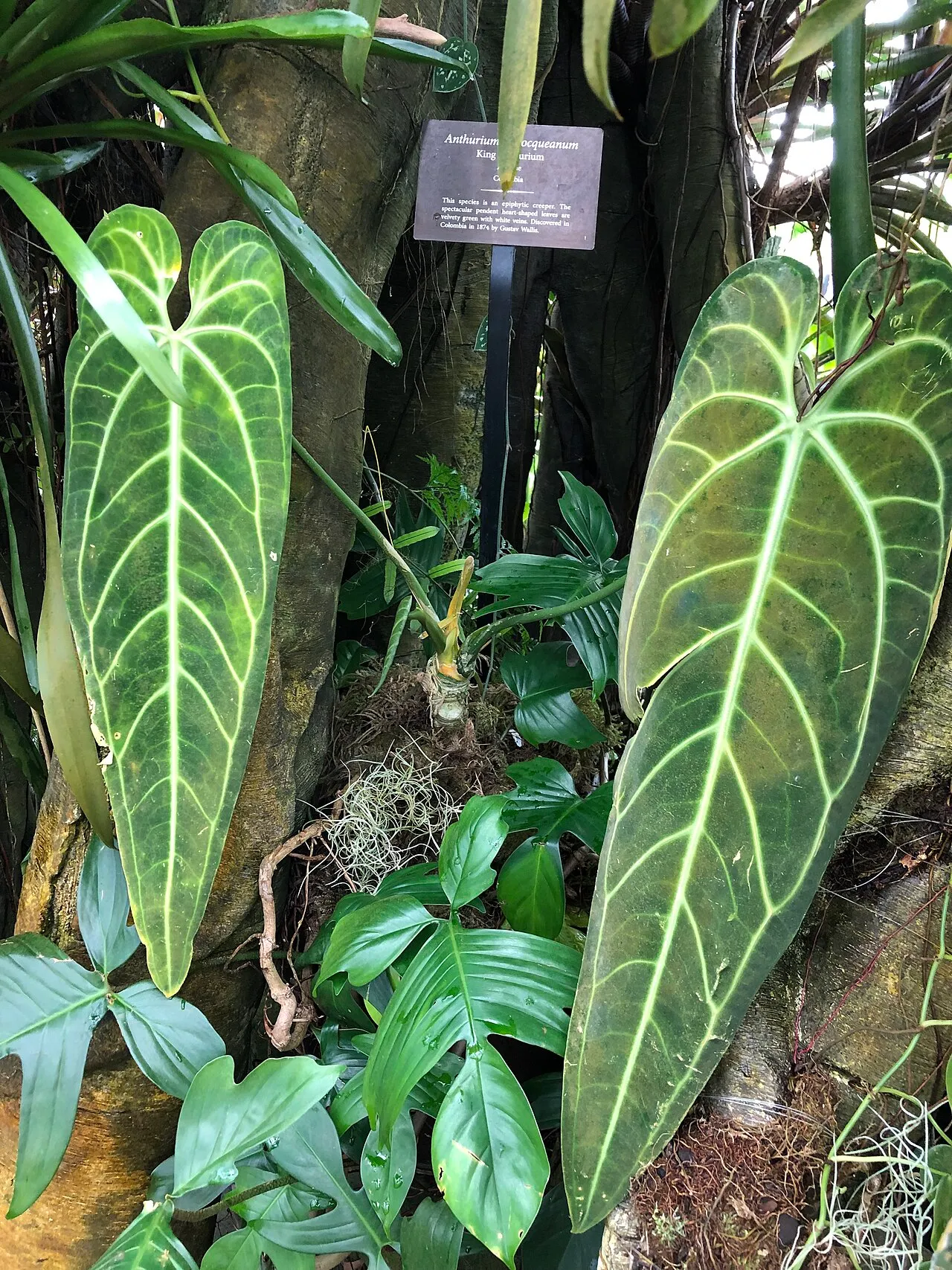Conservatory of Flowers