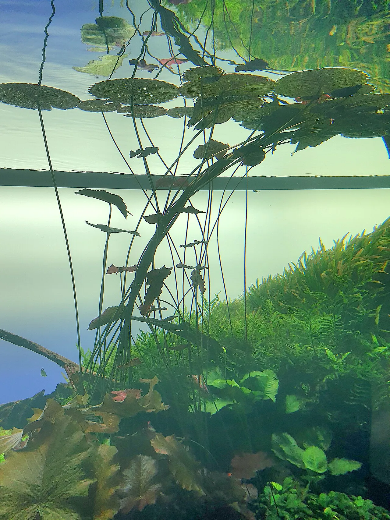 Lisbon Oceanarium