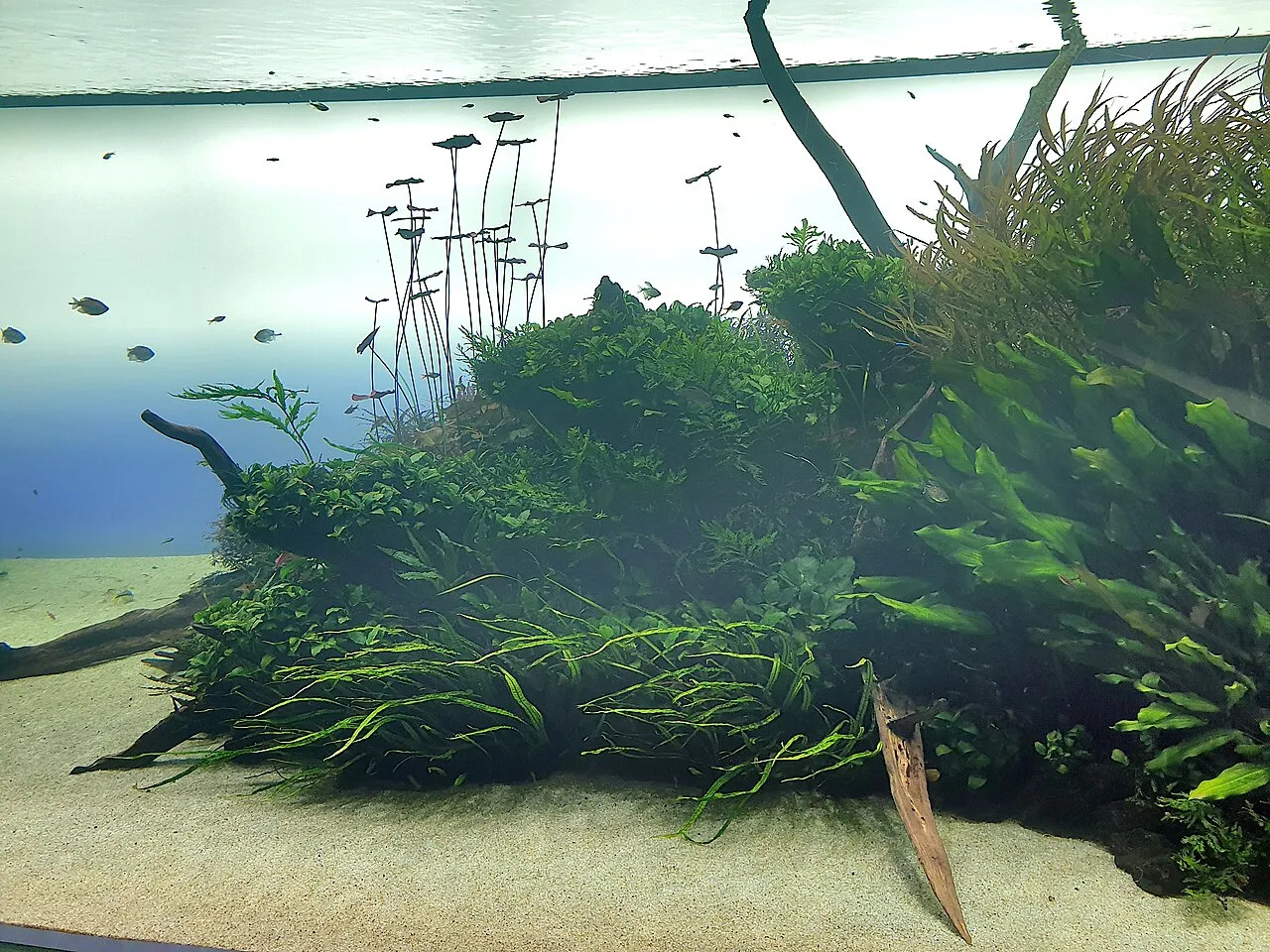 Lisbon Oceanarium
