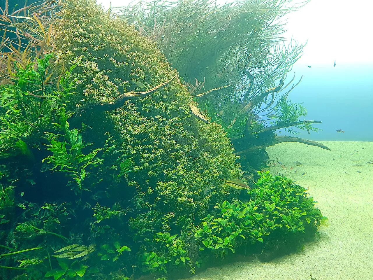 Lisbon Oceanarium