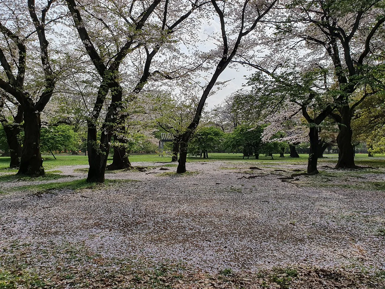 Yoyogi Park