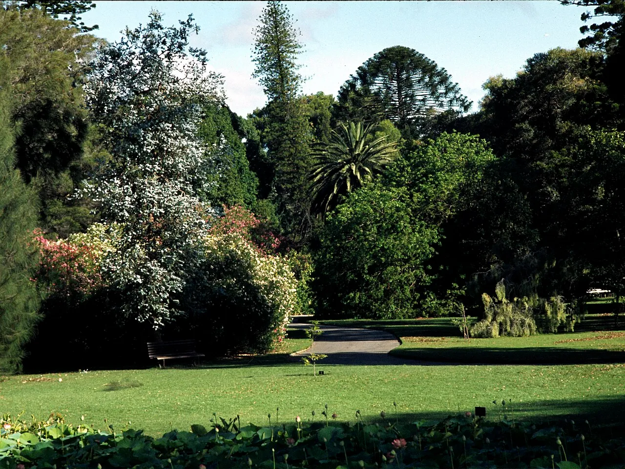 Adelaide Botanic Garden