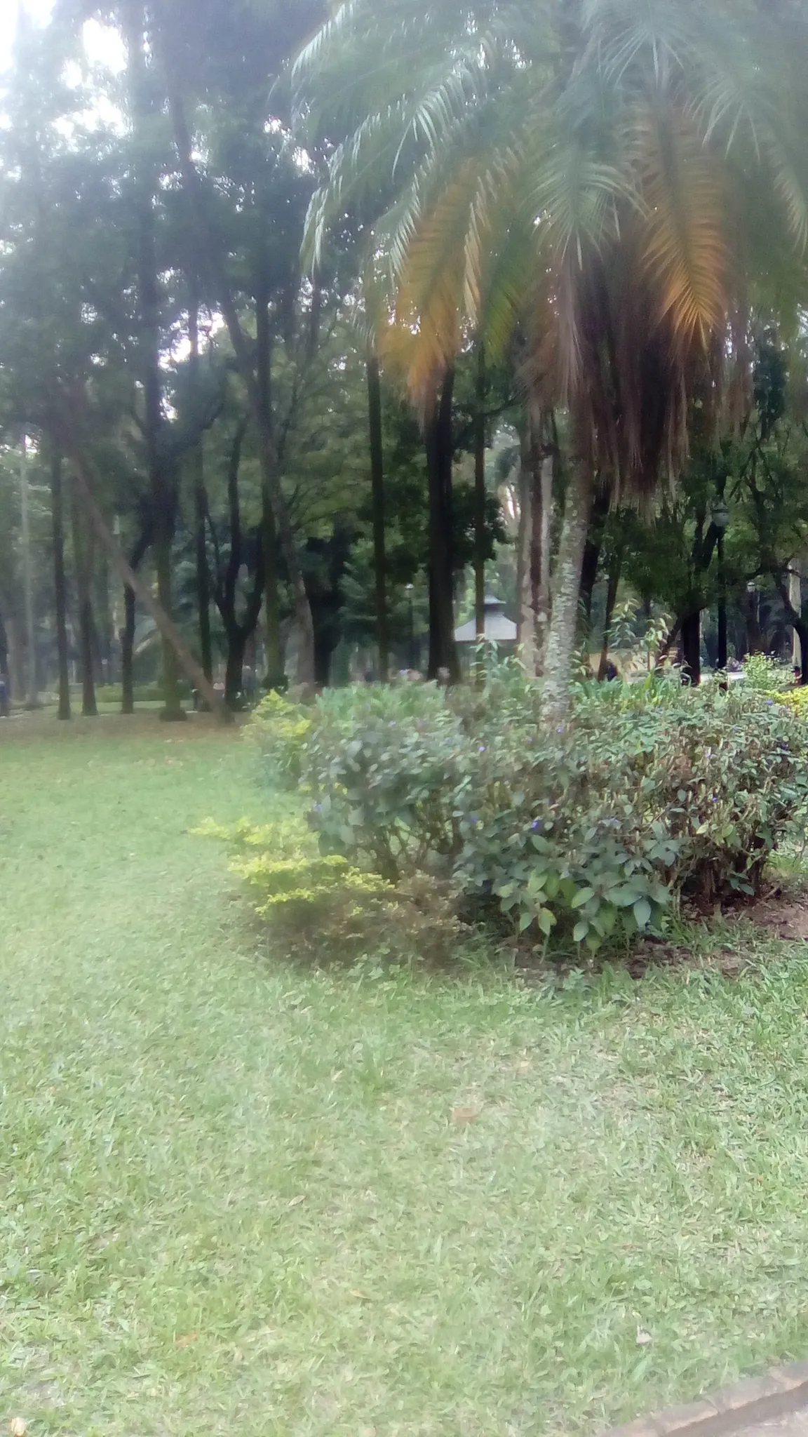 Luz Park