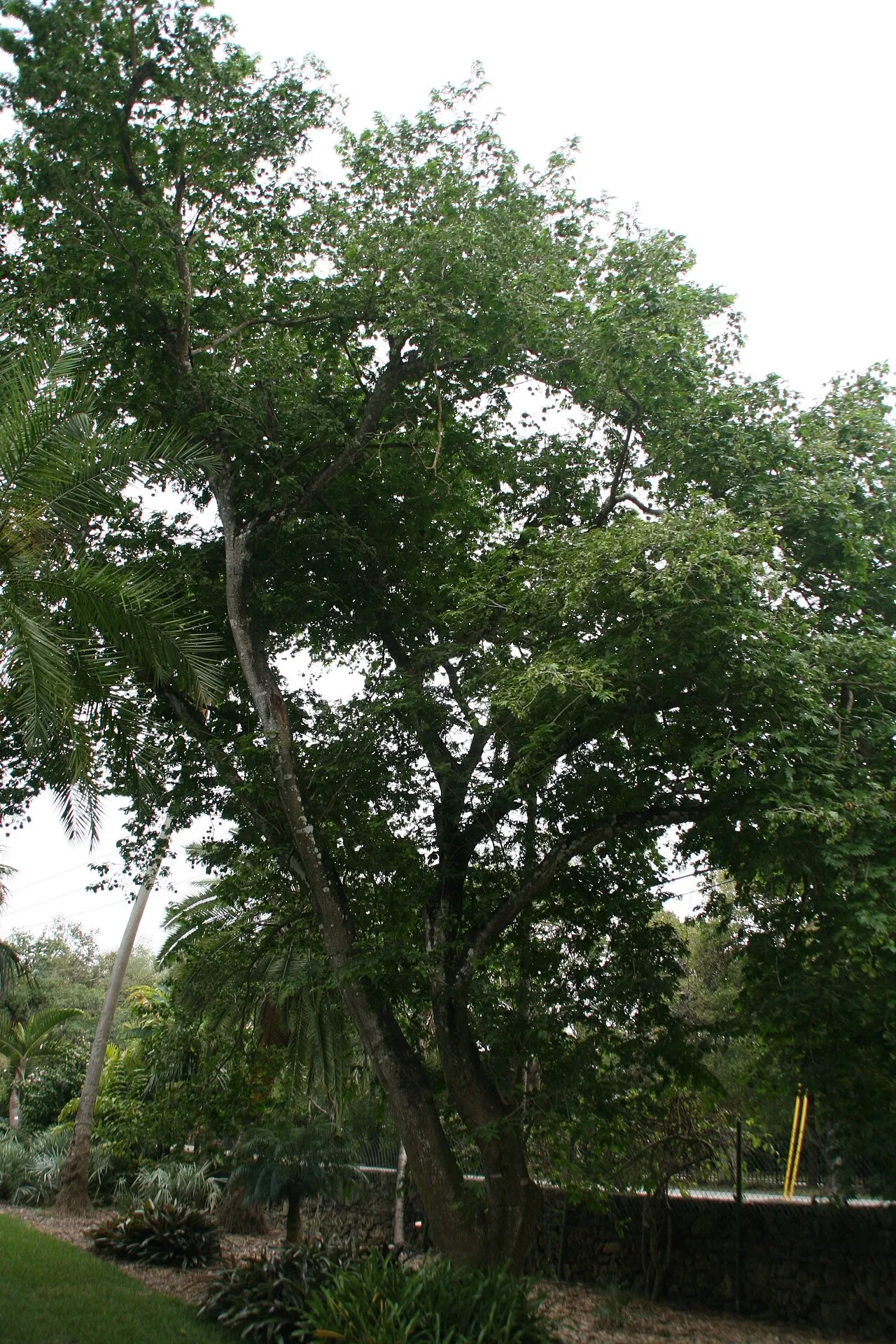 Fairchild Tropical Botanic Garden