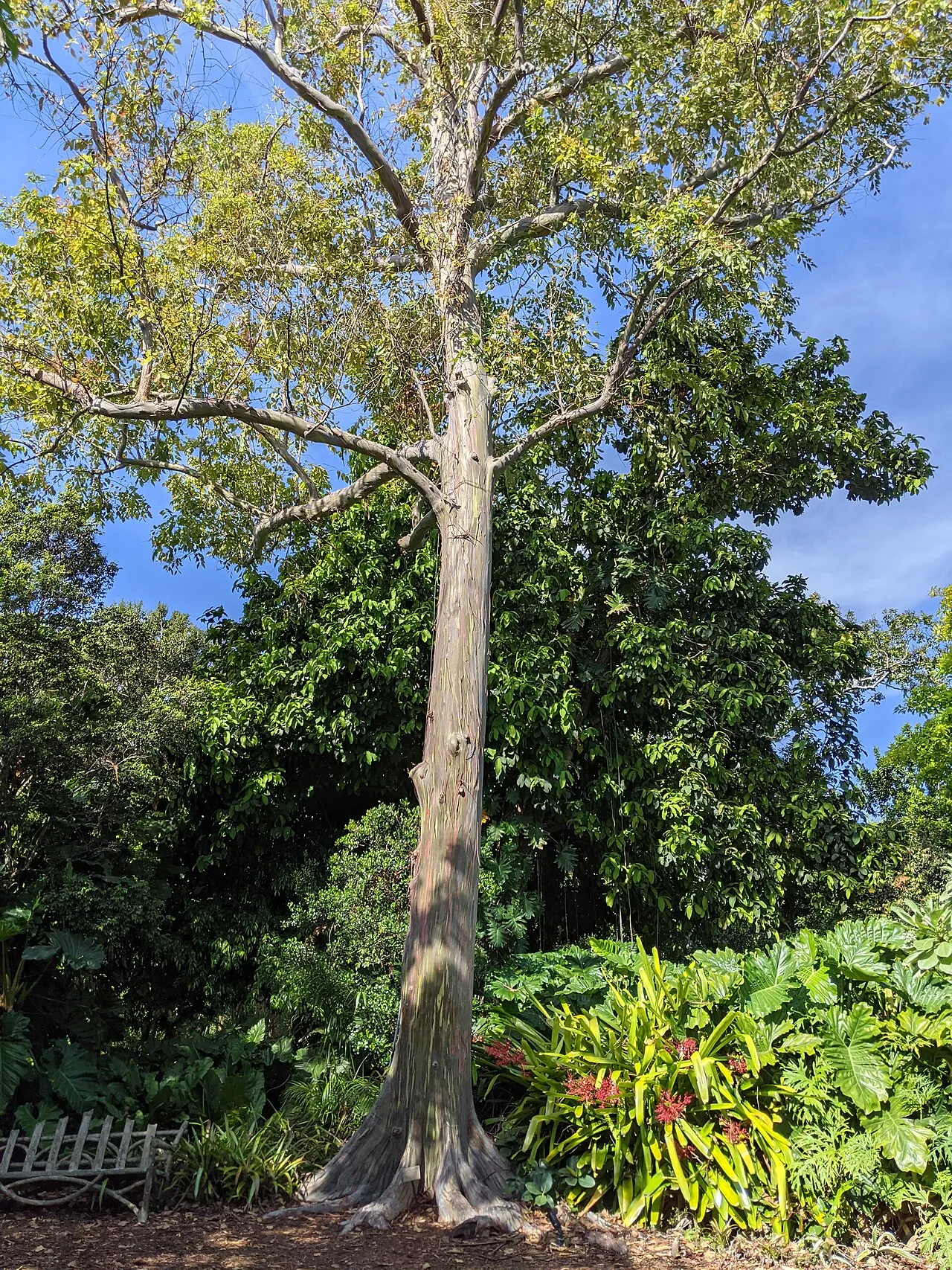 Fairchild Tropical Botanic Garden