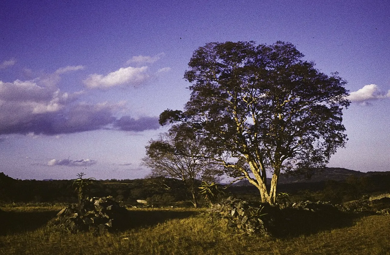 Great Zimbabwe