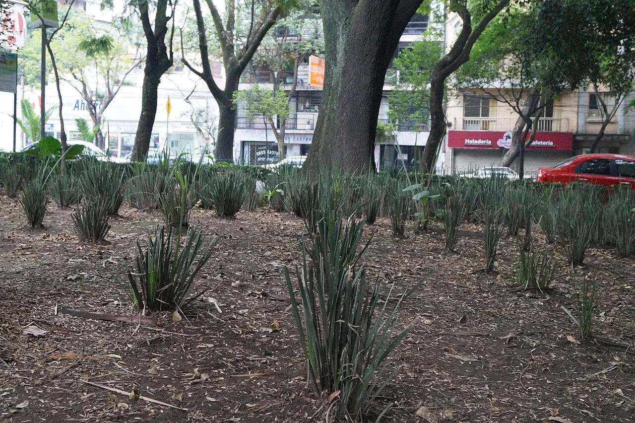 Mexico Park