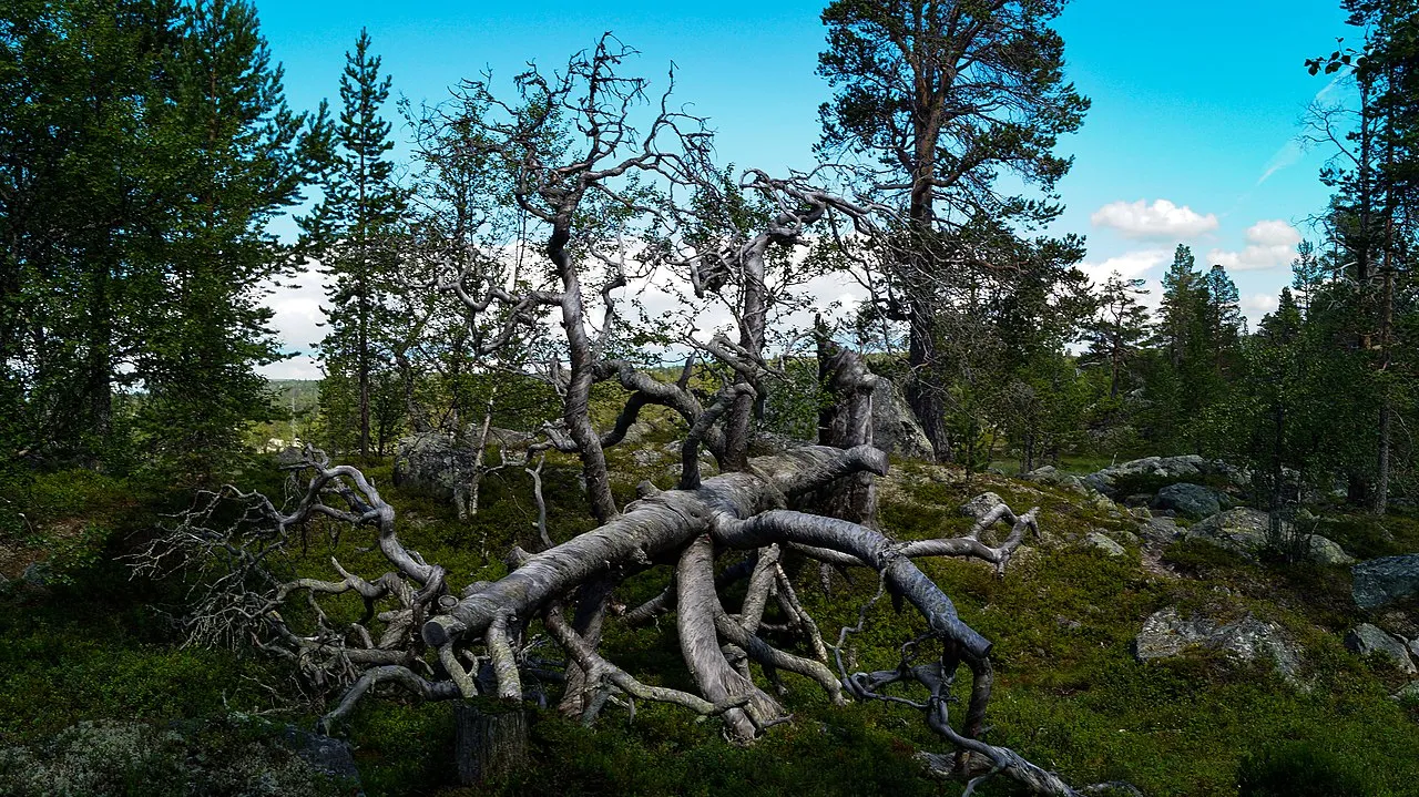 Töfsingdalen National Park