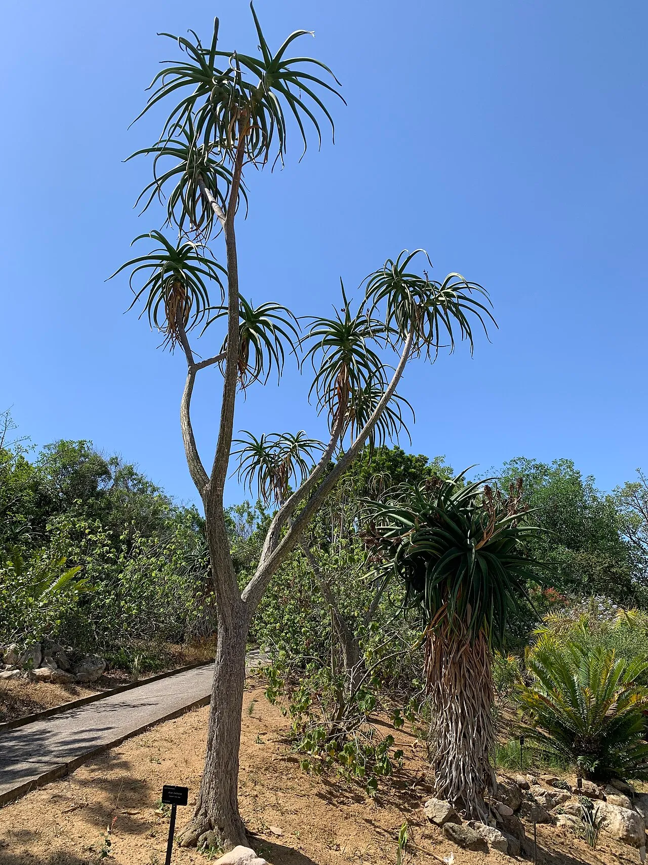 Jardí Botànic de Barcelona
