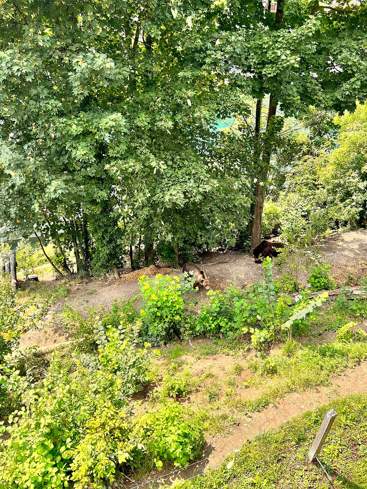 Bear Park