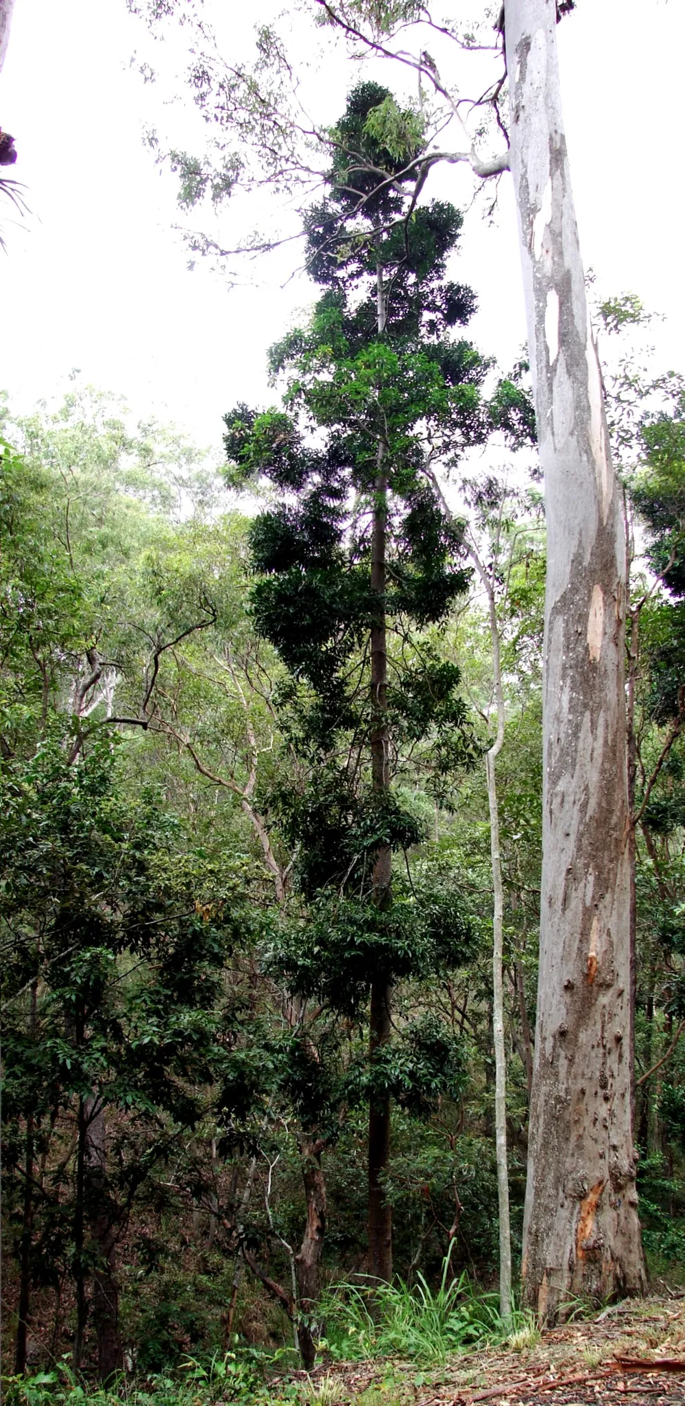 Mount Coot-tha Reserve
