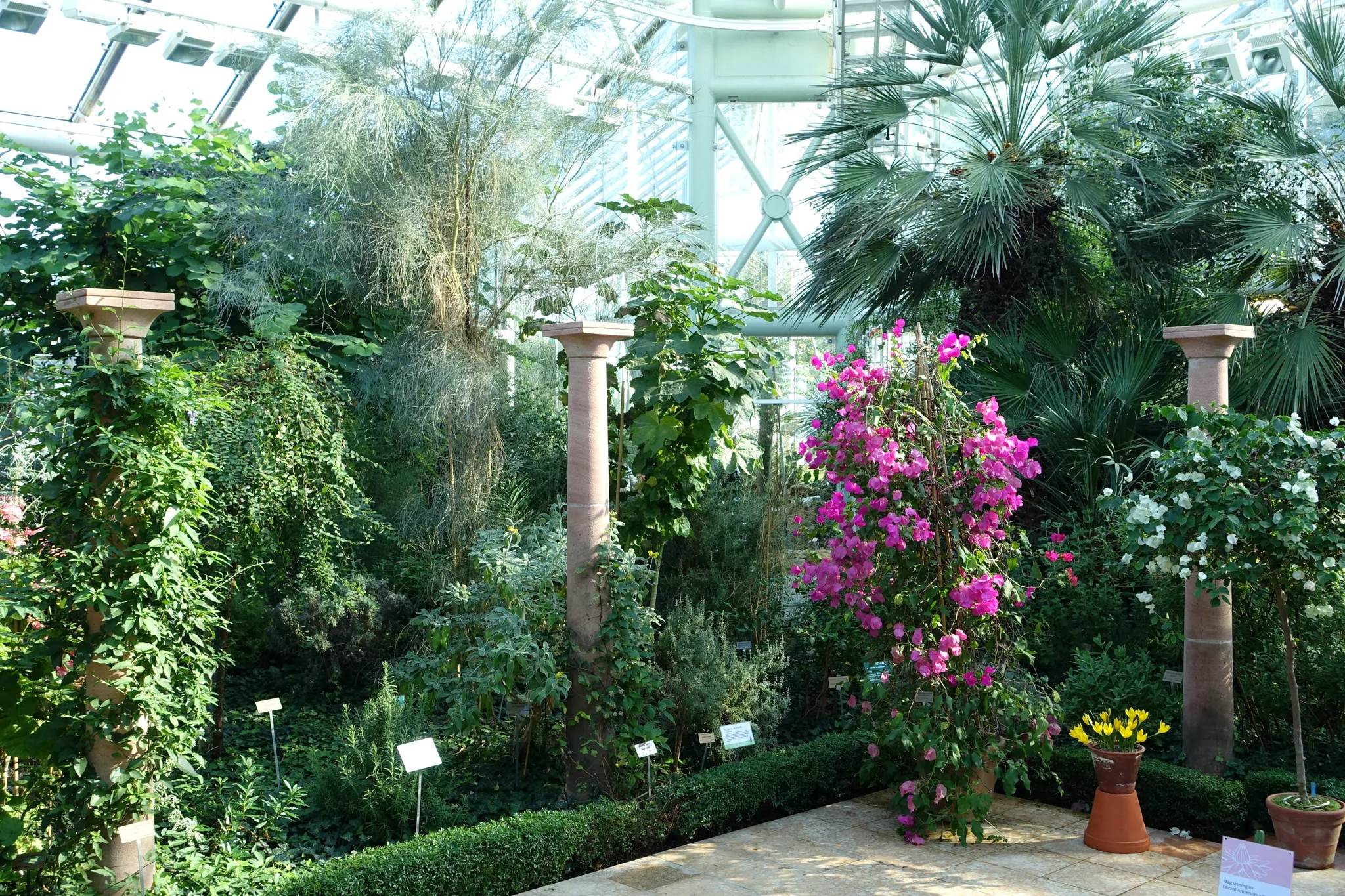 Edvard Andersons greenhouse
