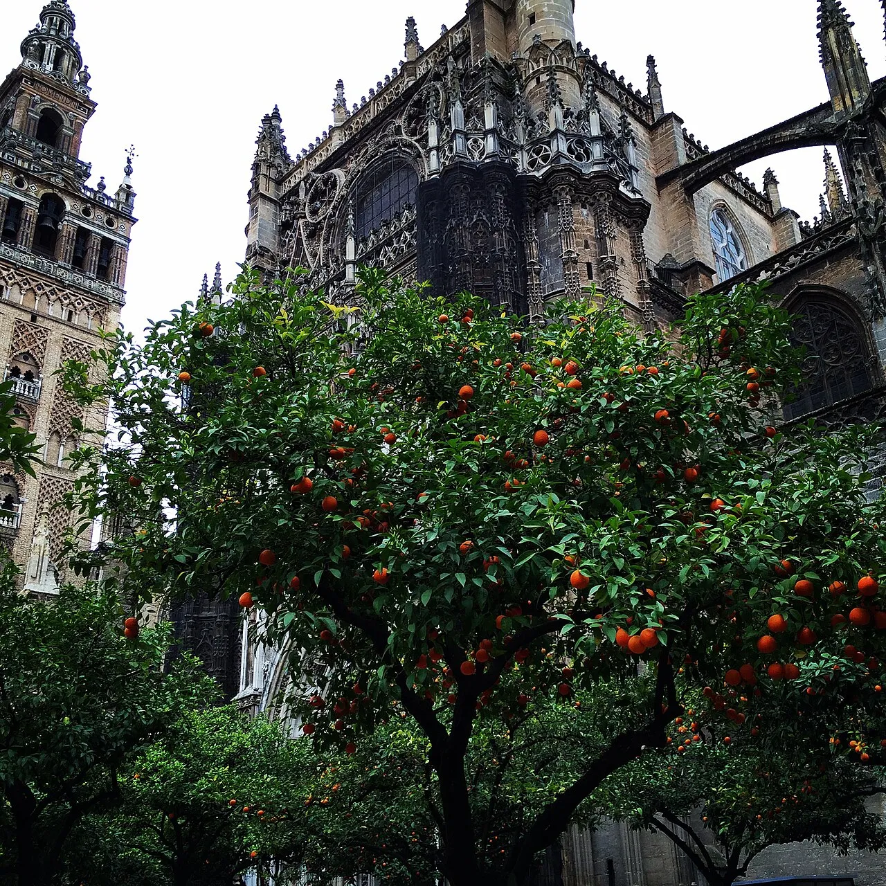 Court of the Orange Trees
