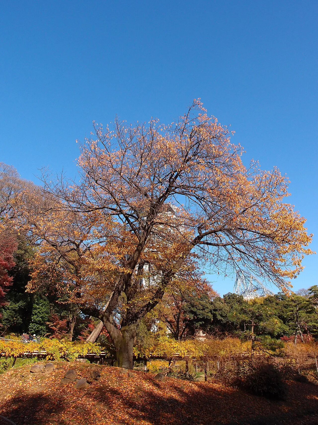 Koishikawa Korakuen Garden