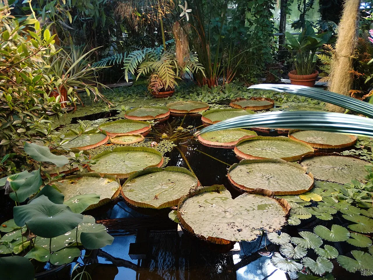 University of Oslo Botanical Garden