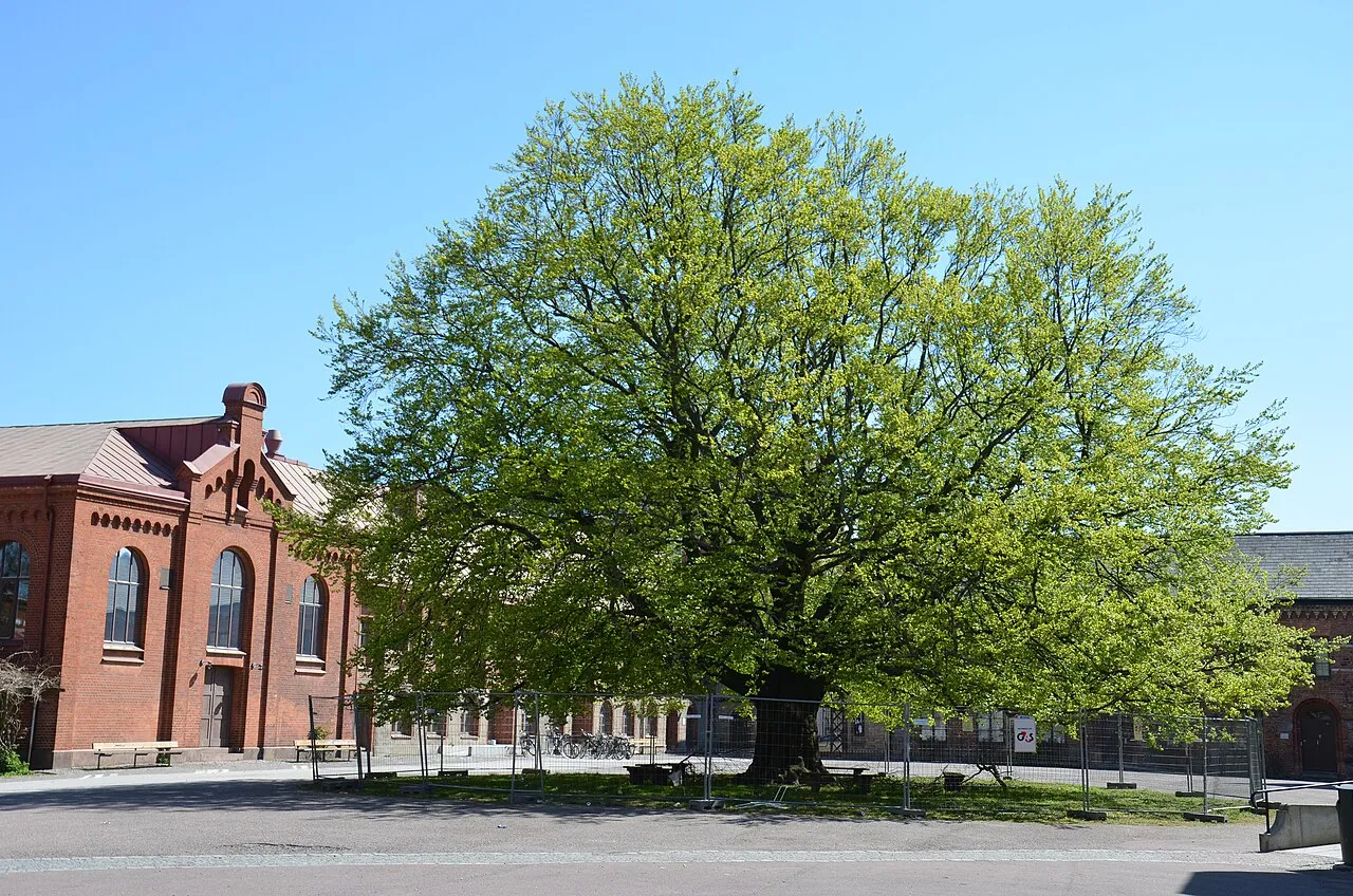 Katedralskolan, Lund