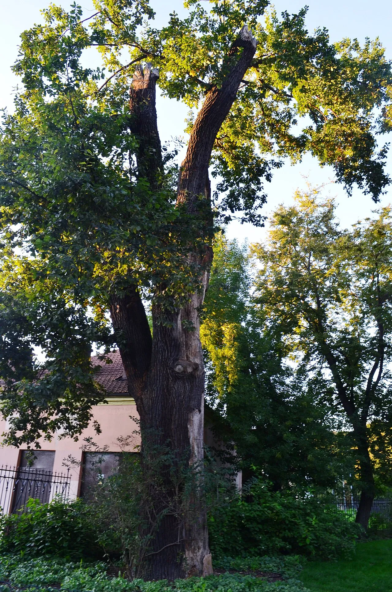 Bernardine Garden