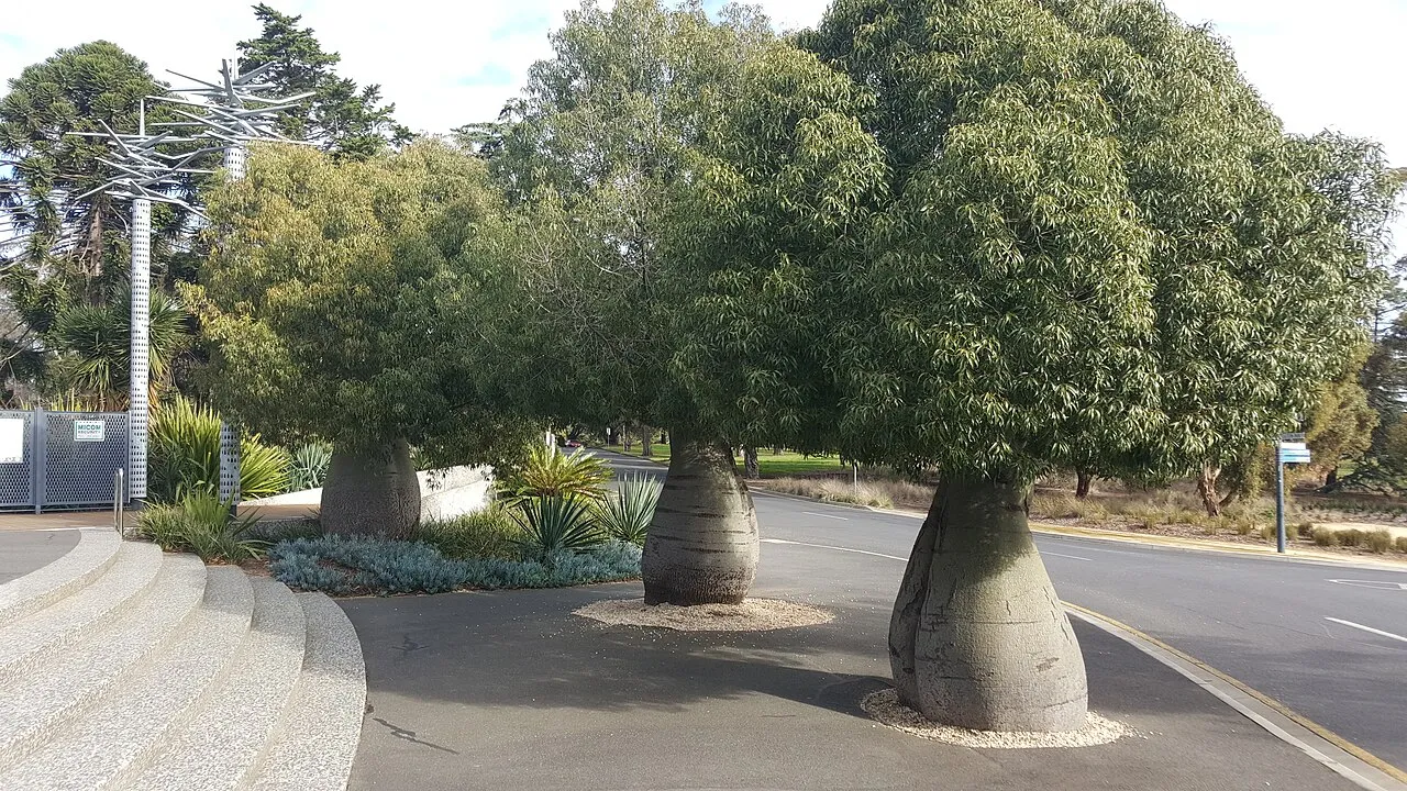 Geelong Botanic Gardens