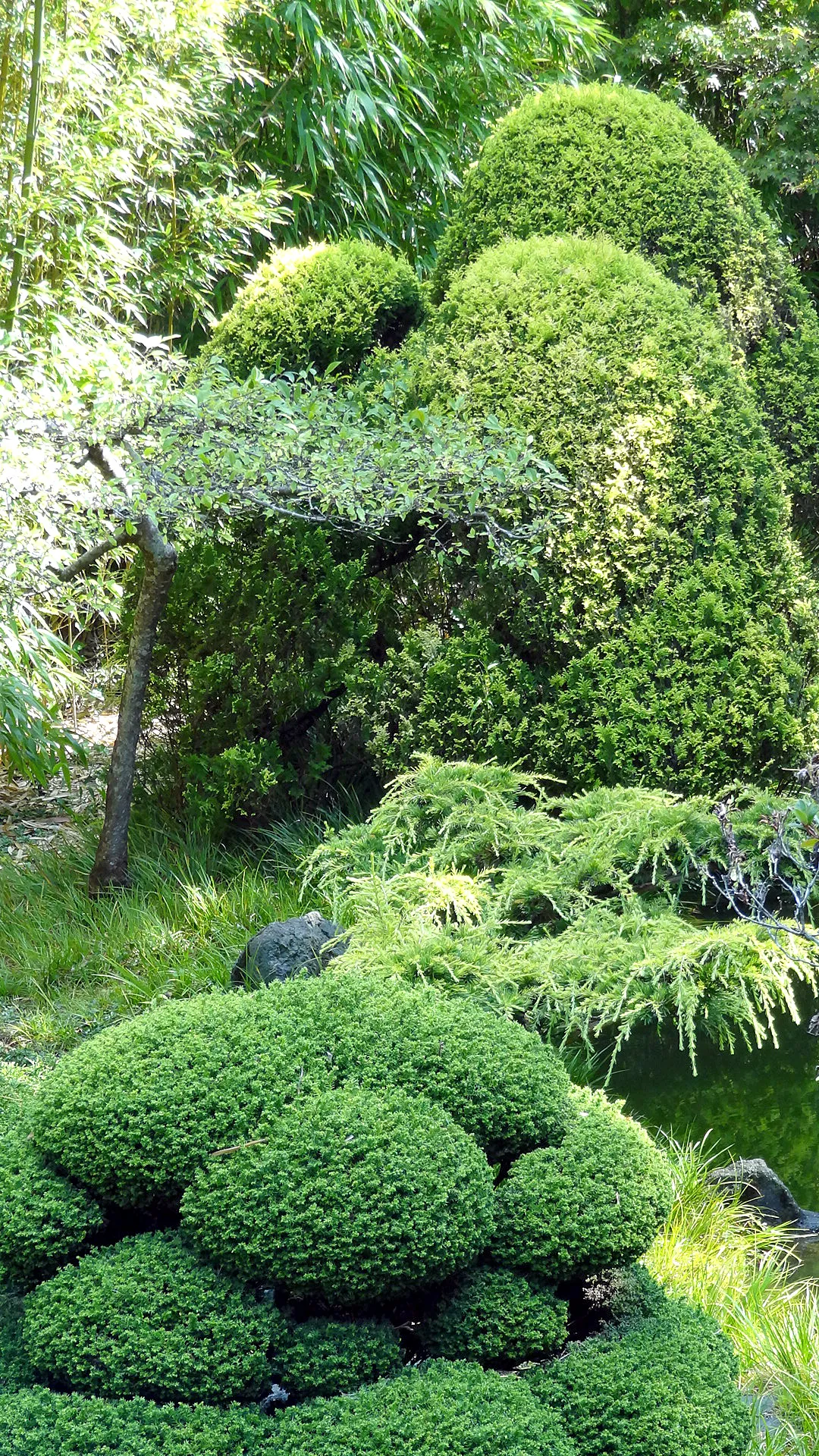 Japanese Tea Garden