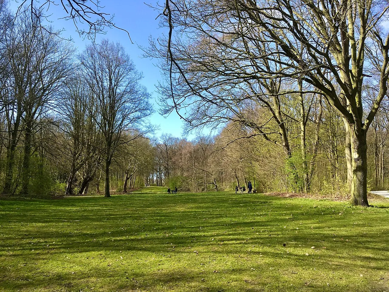The Hague Forest