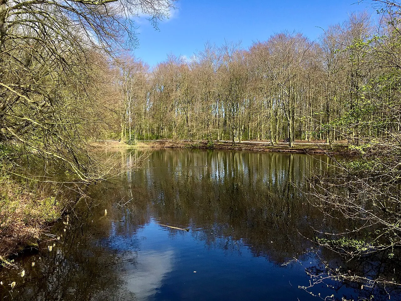 The Hague Forest