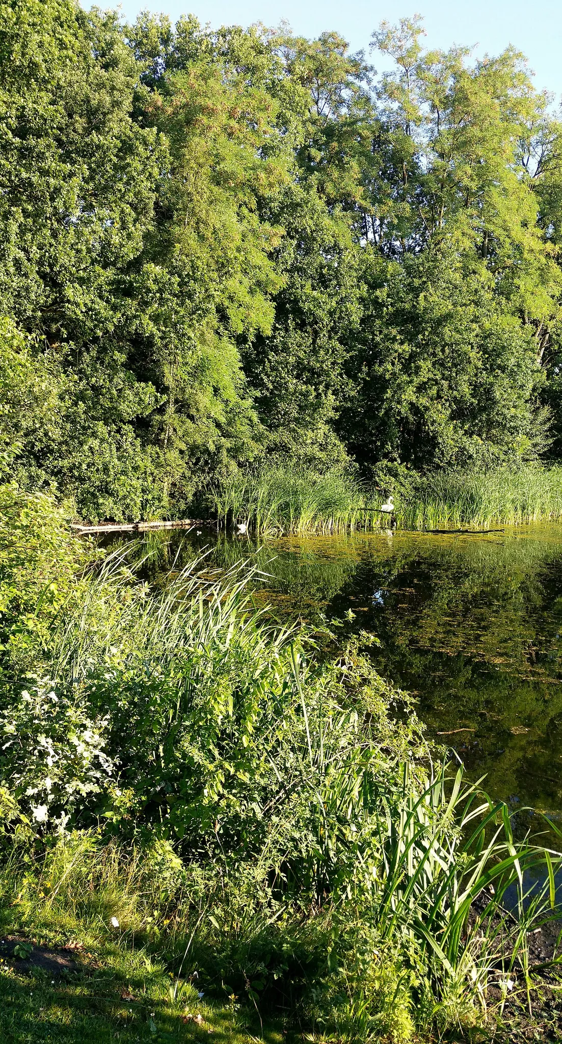 Karpendonkse Plas
