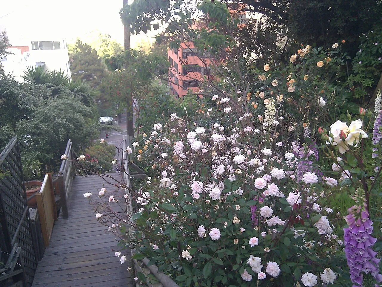 Filbert Steps