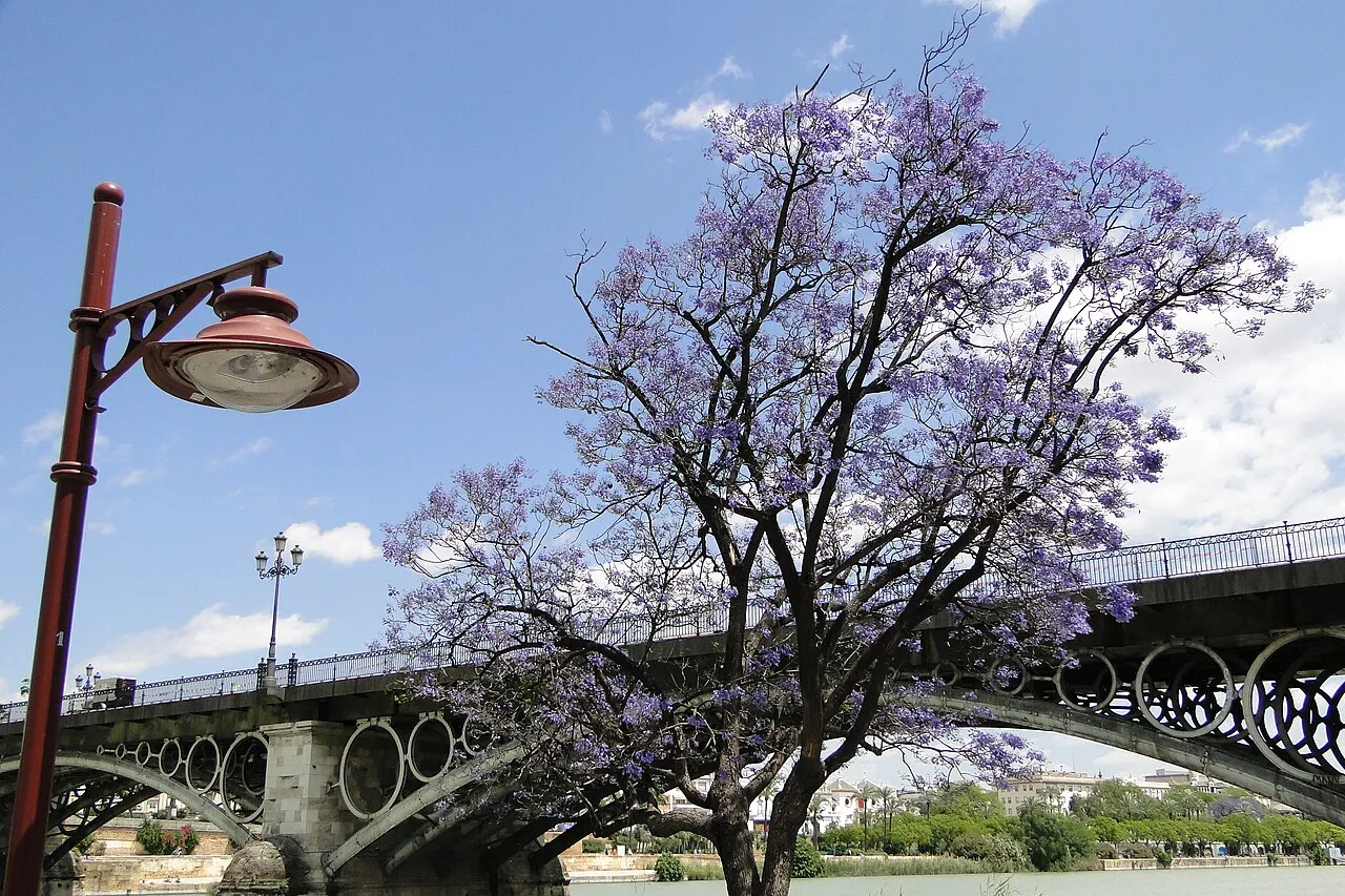 Triana Bridge