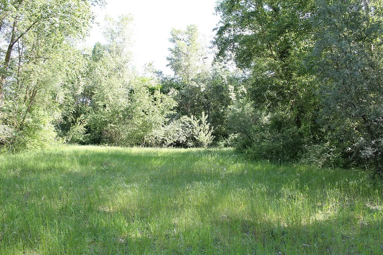Île du Rohrschollen