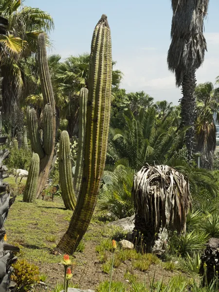 Jardins de Mossèn Costa i Llobera