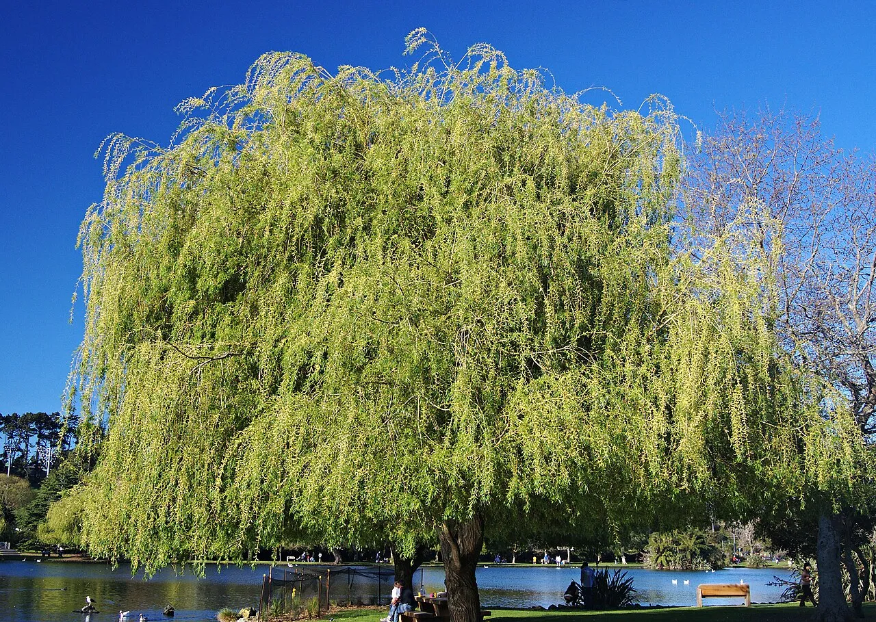 Western Springs Park