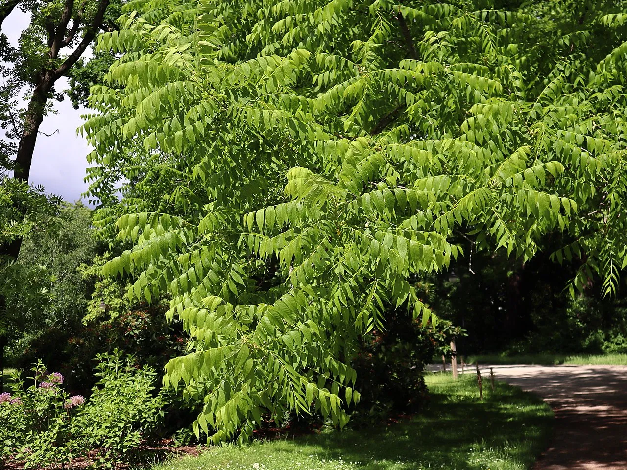 Ujazdów Park