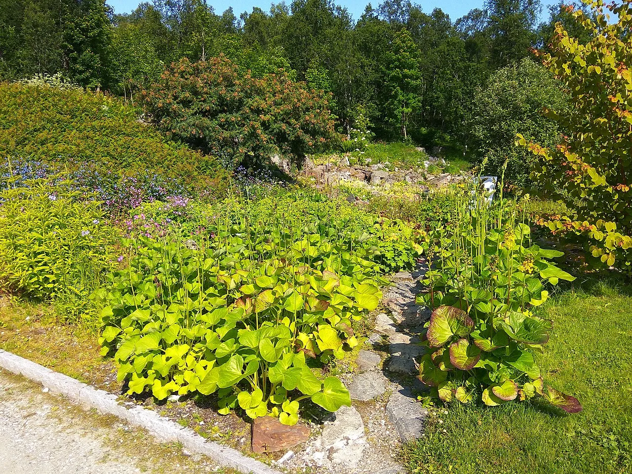 Arctic-Alpine Botanic Garden